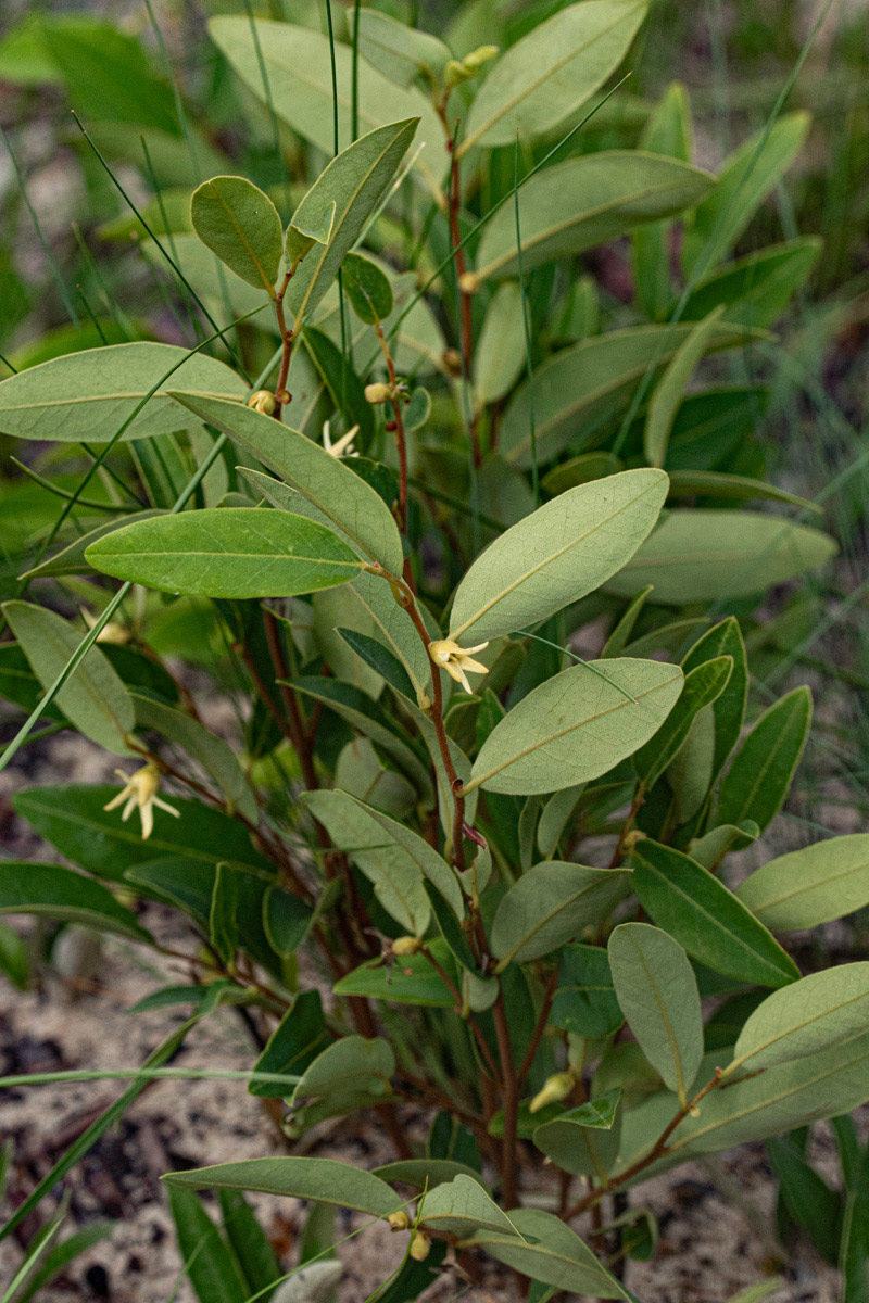 Xylopia tomentosa