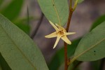 Xylopia tomentosa
