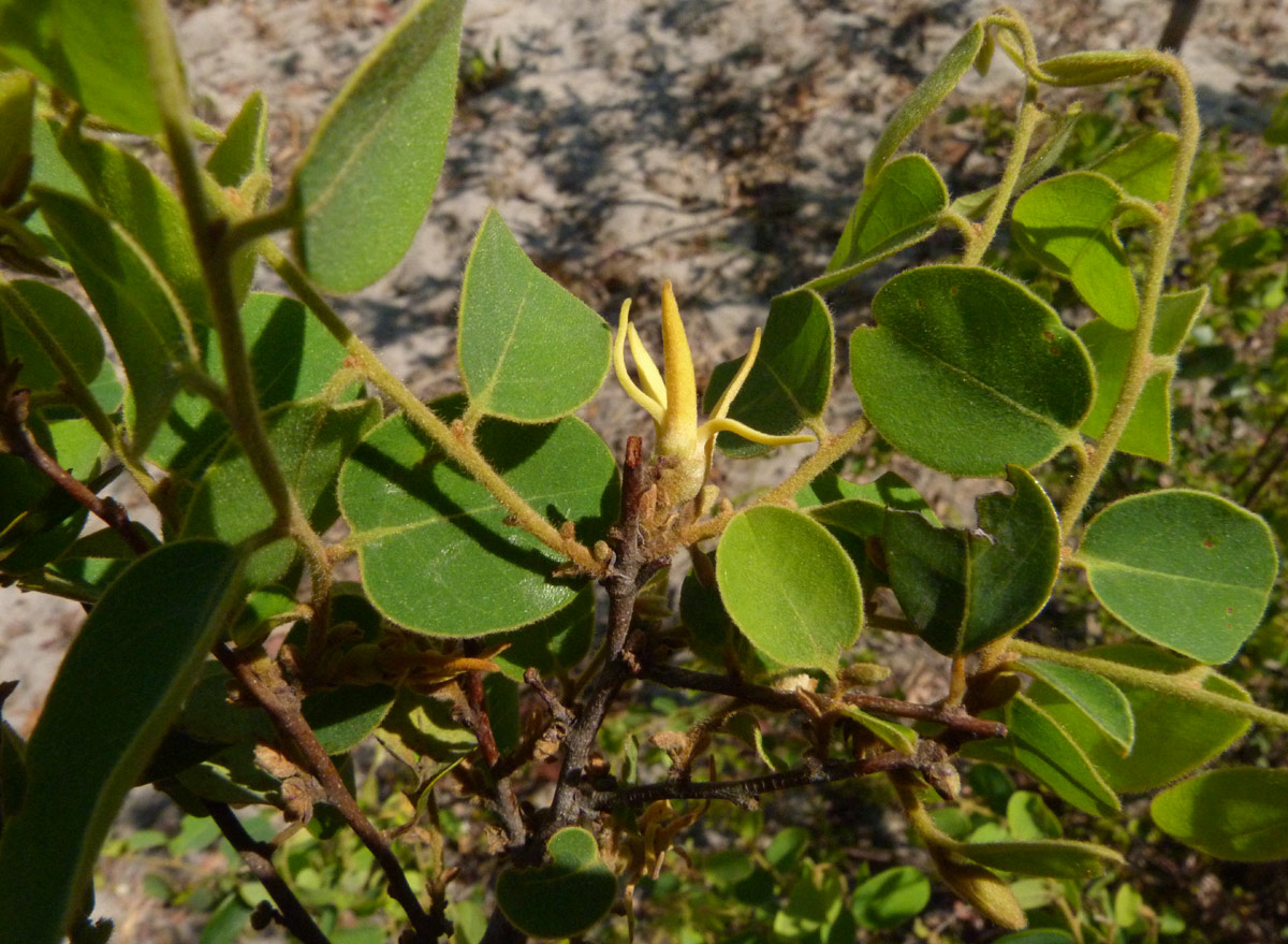 Xylopia tomentosa Xylopia tomentosa