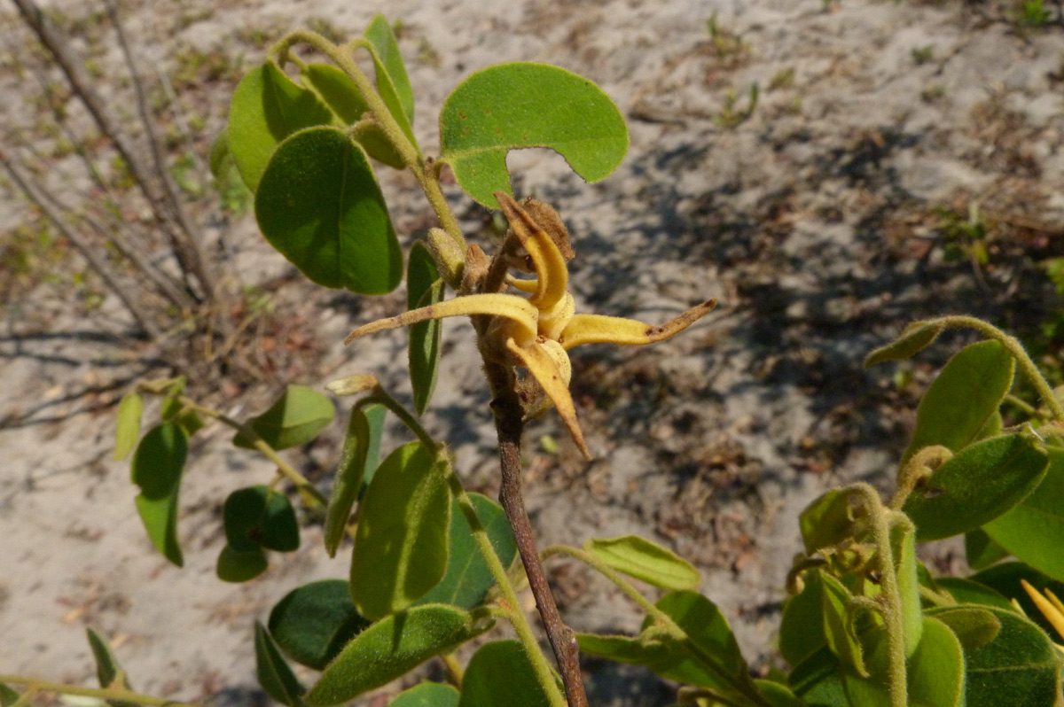 Xylopia tomentosa Xylopia tomentosa