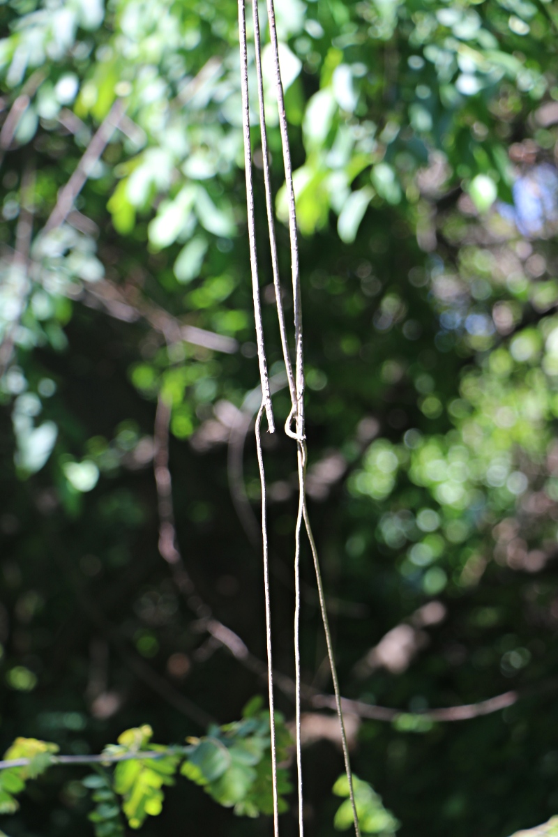 Chasmanthera dependens