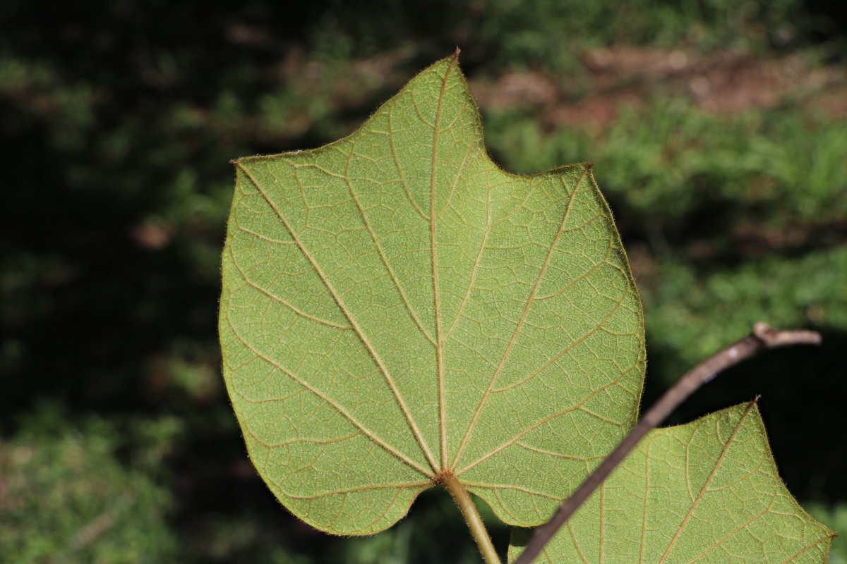 Chasmanthera dependens