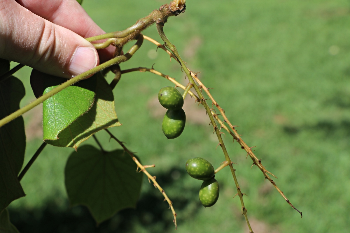 Chasmanthera dependens