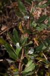 Berberis holstii