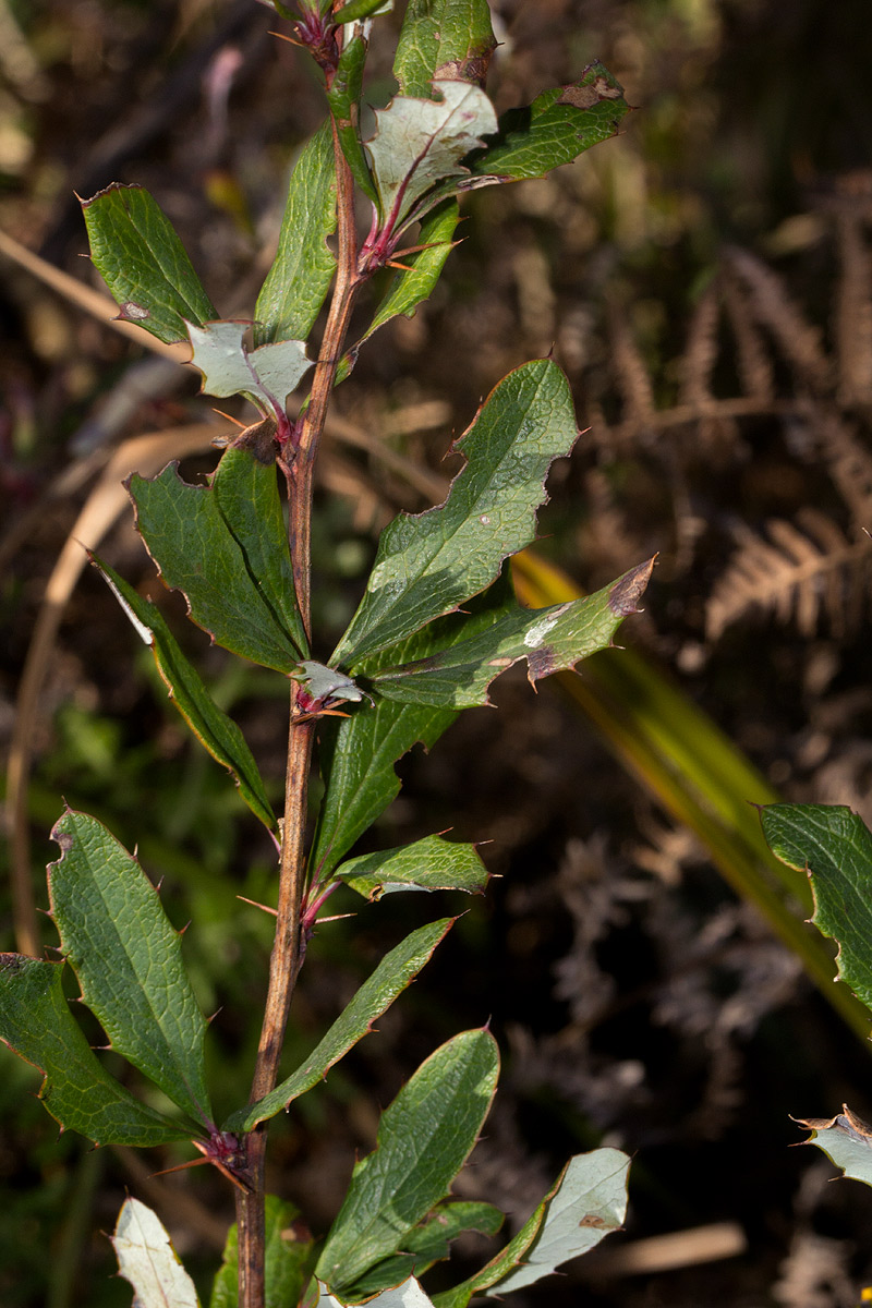 Berberis holstii