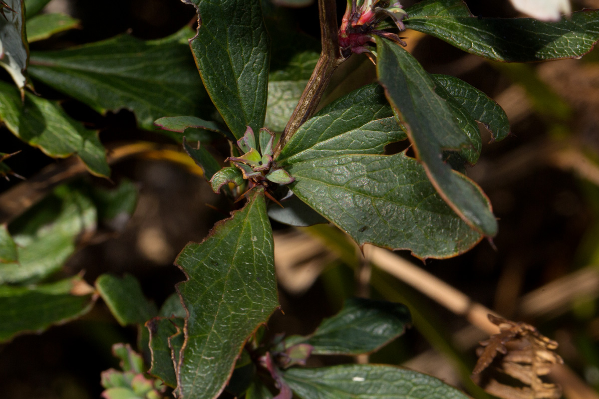 Berberis holstii