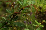 Berberis holstii