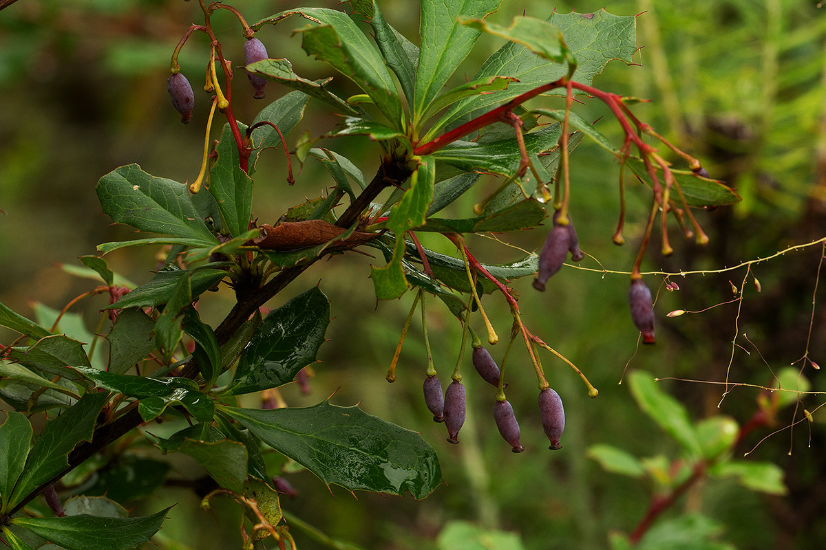 Berberis holstii
