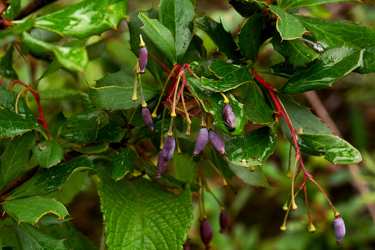 Berberis holstii