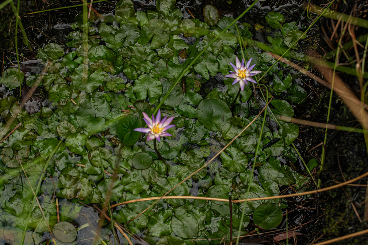 Nymphaea heudelotii