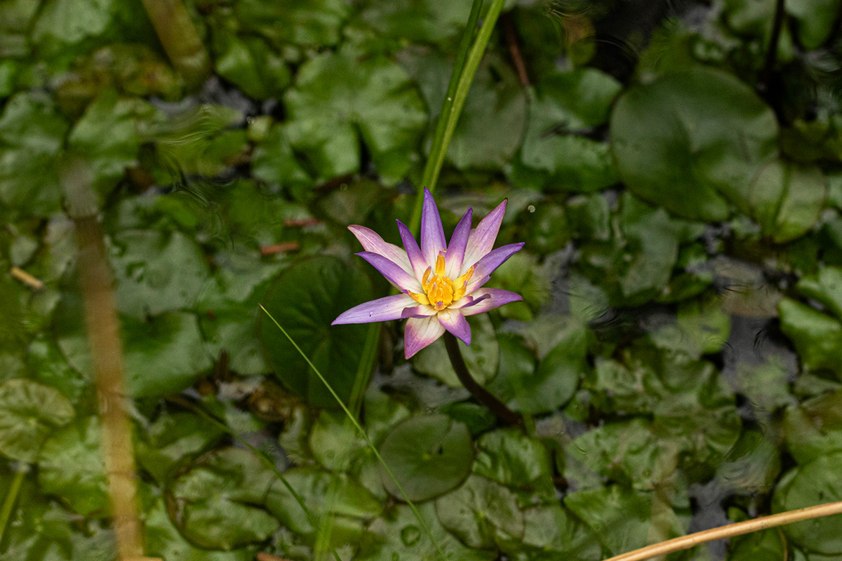Nymphaea heudelotii