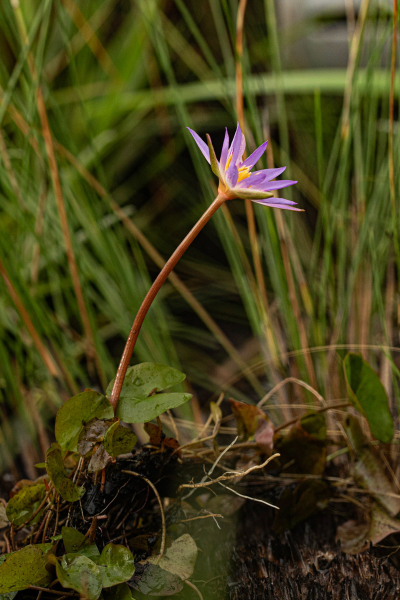 Nymphaea heudelotii