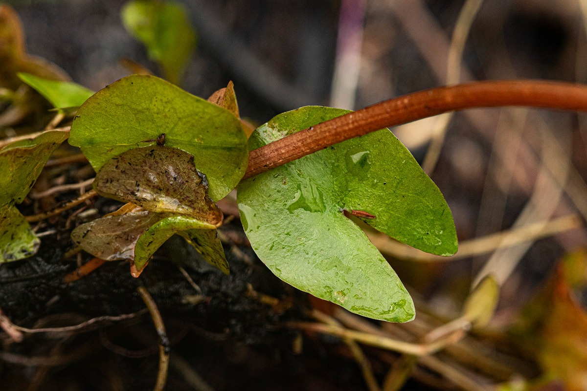 Nymphaea heudelotii