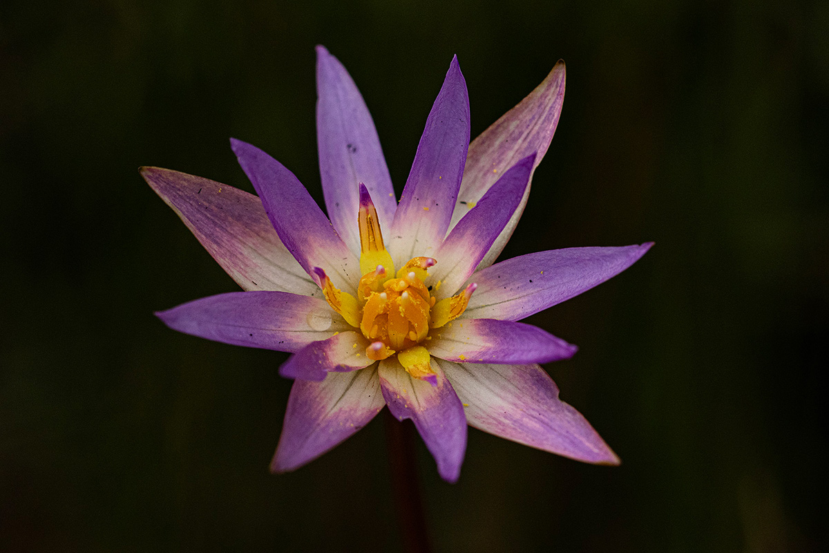 Nymphaea heudelotii Nymphaea heudelotii