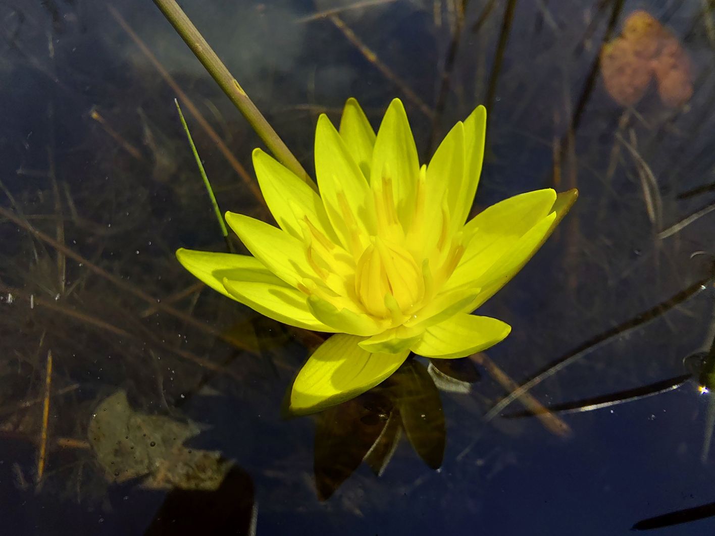 Nymphaea sulphurea