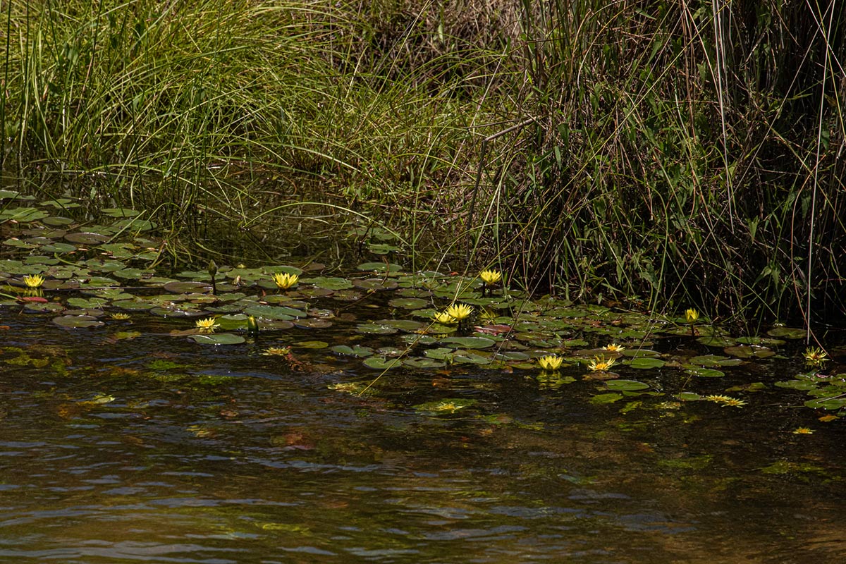 Nymphaea sulphurea
