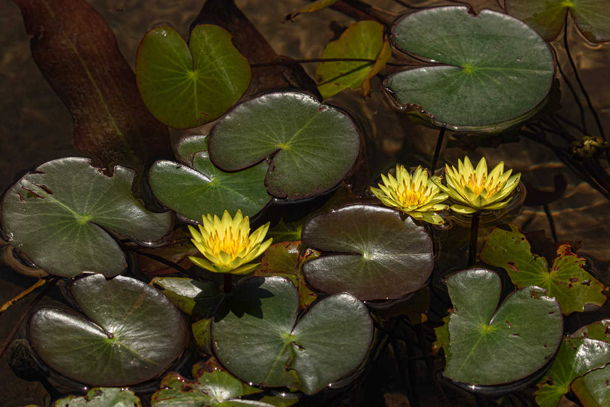 Nymphaea sulphurea Nymphaea sulphurea