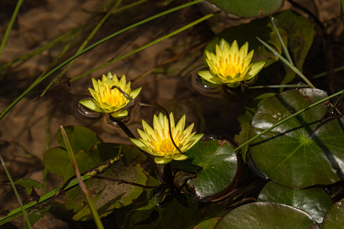 Nymphaea sulphurea Nymphaea sulphurea