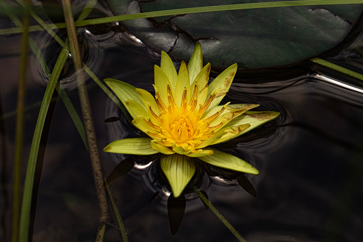 Nymphaea sulphurea