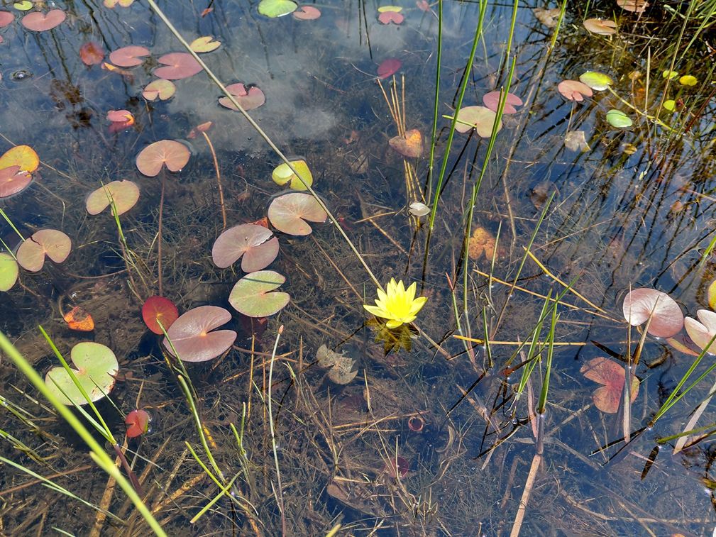 Nymphaea sulphurea