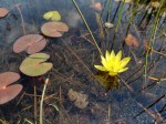 Nymphaea sulphurea