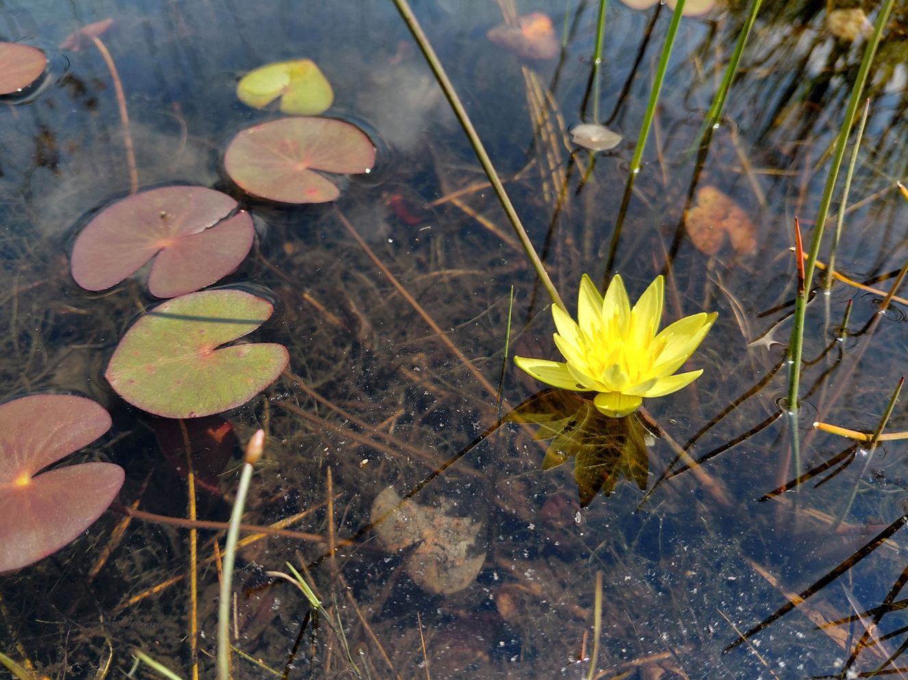 Nymphaea sulphurea
