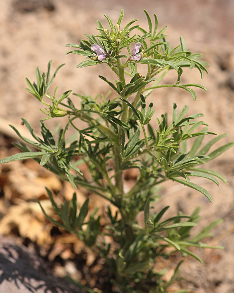 Cleome rubella