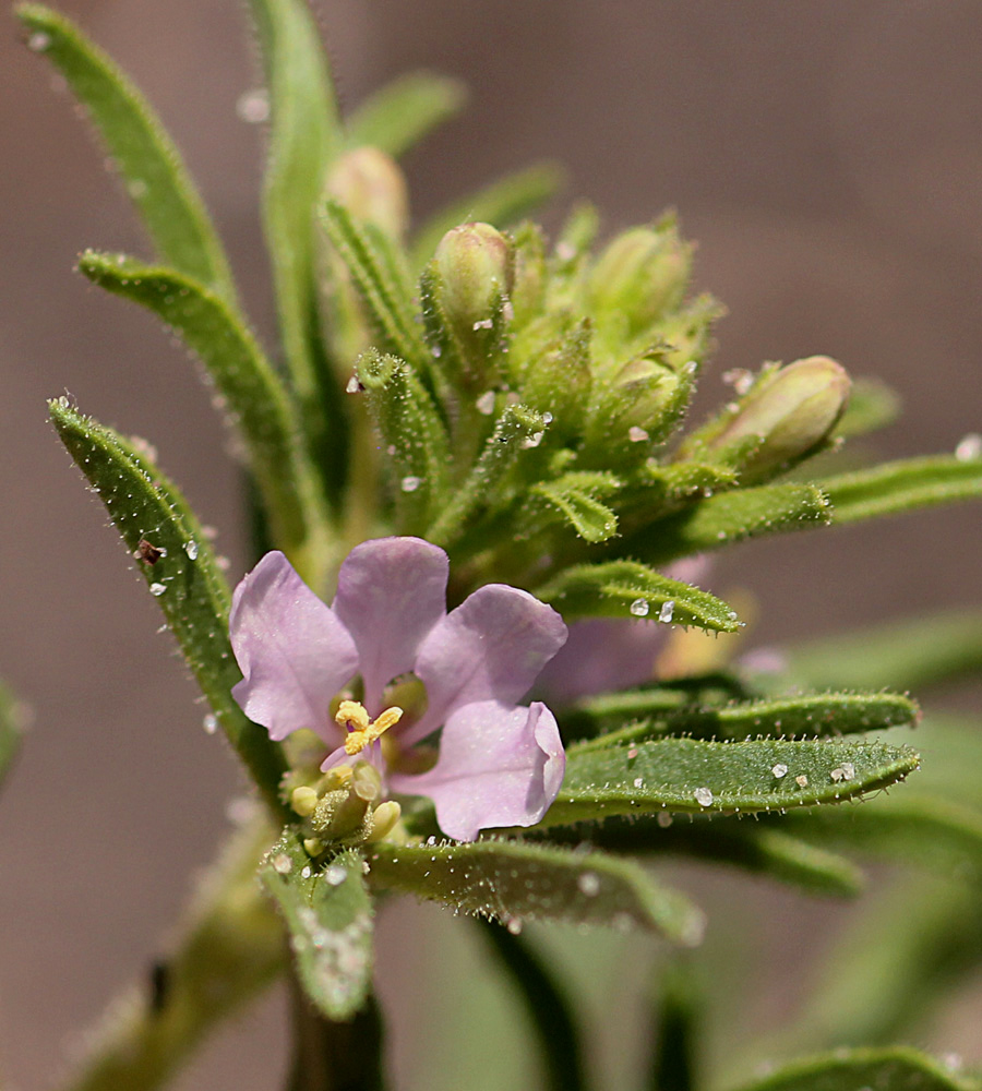Cleome rubella
