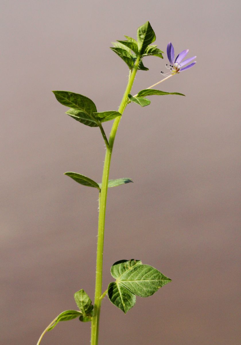 Cleome rutidosperma var. rutidosperma