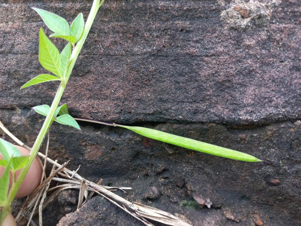 Cleome rutidosperma var. rutidosperma
