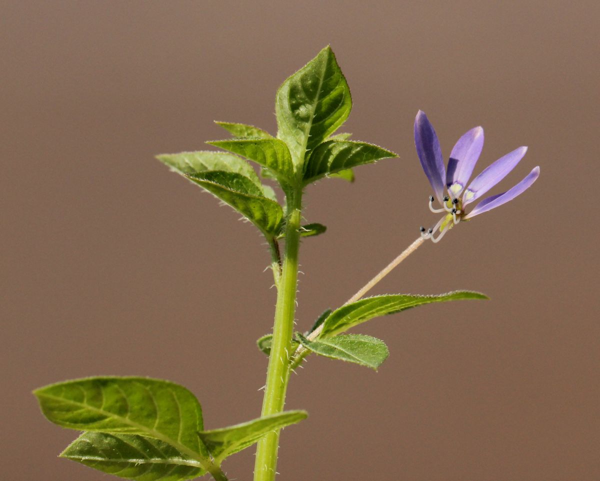 Cleome rutidosperma var. rutidosperma