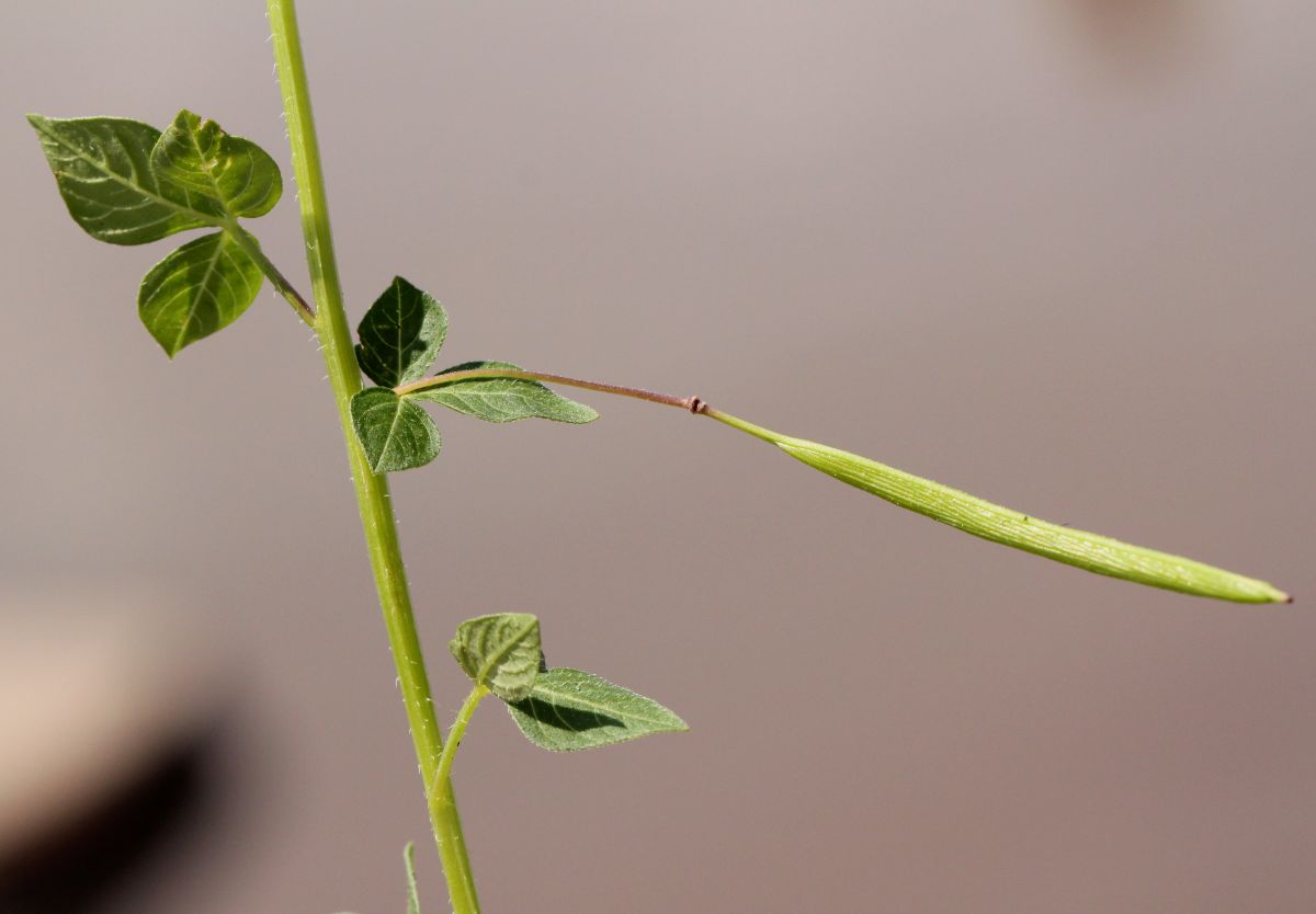 Cleome rutidosperma var. rutidosperma