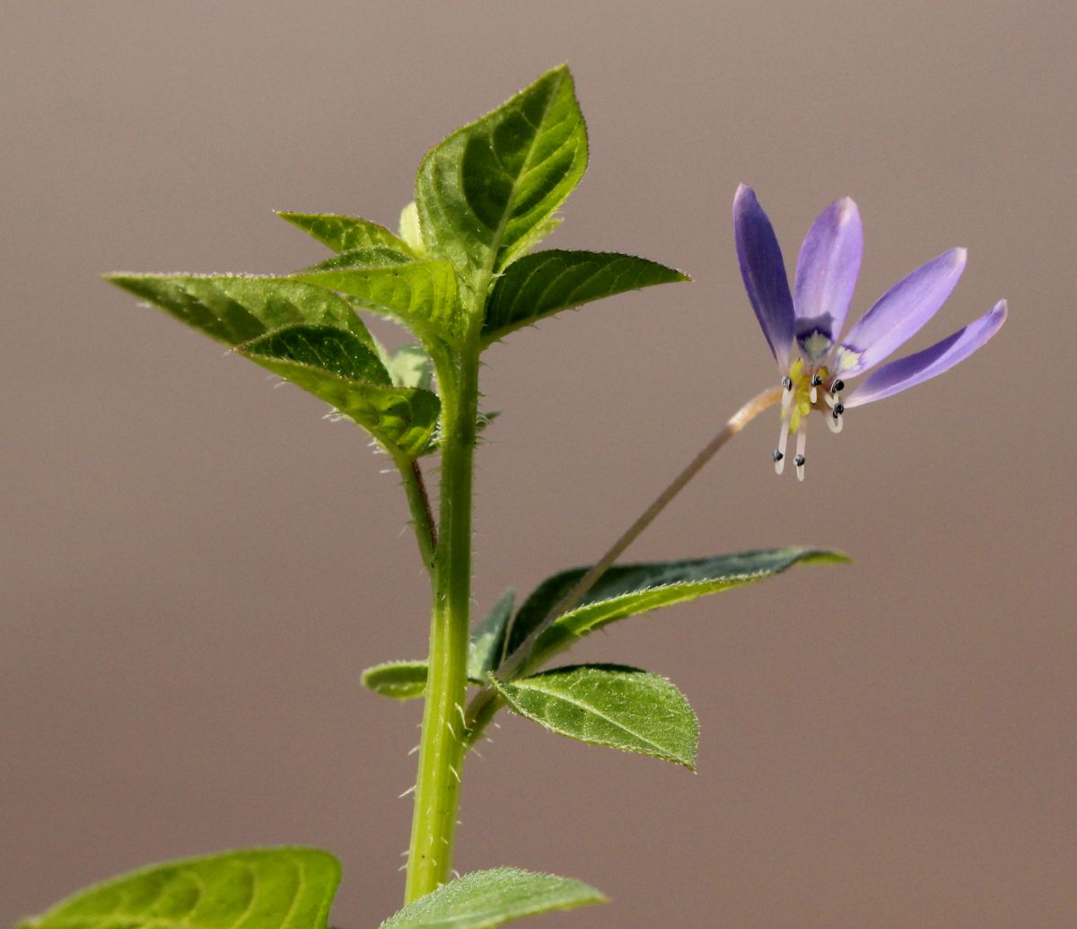 Cleome rutidosperma var. rutidosperma