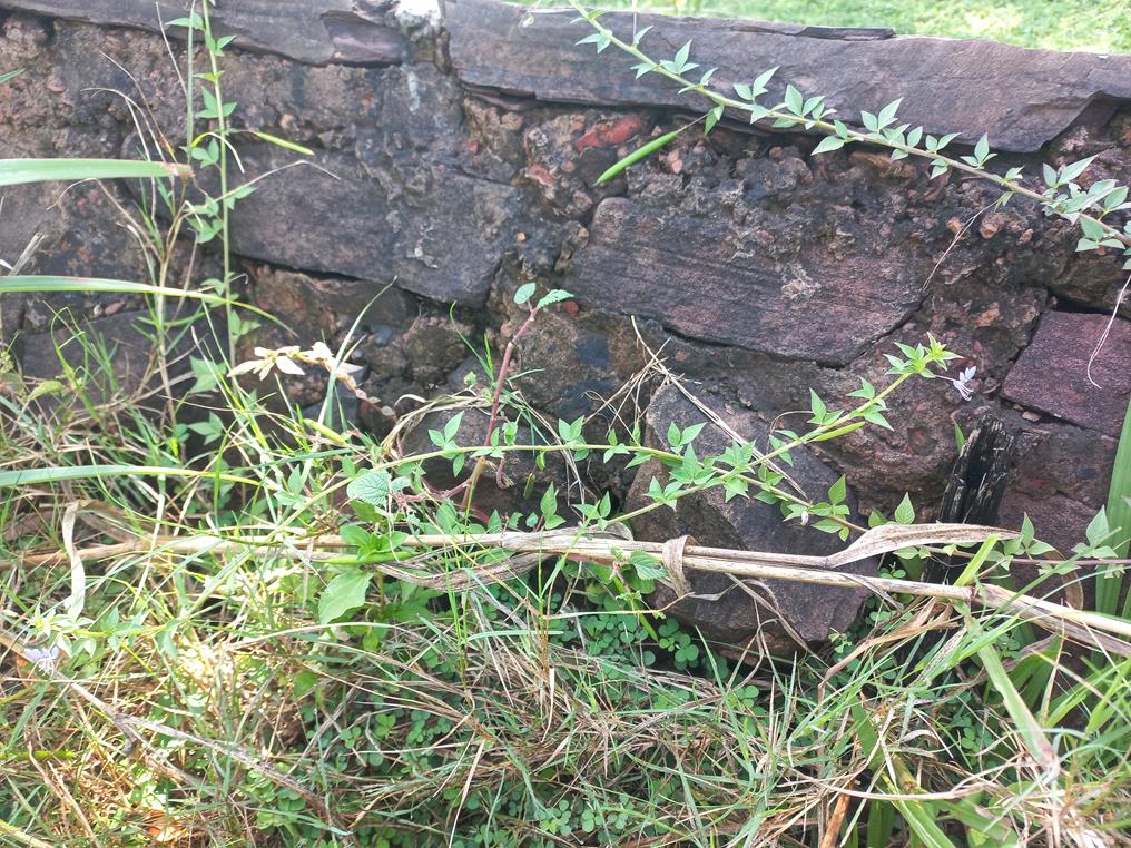Cleome rutidosperma var. rutidosperma