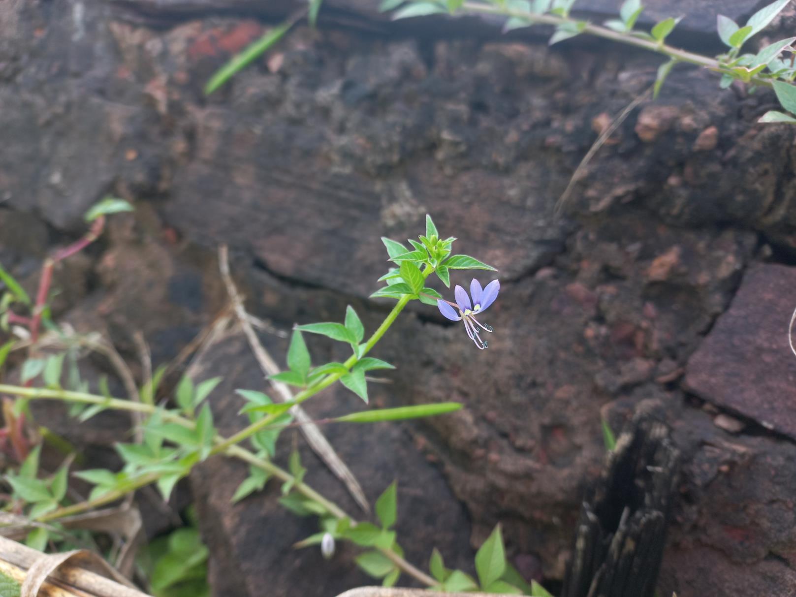 Cleome rutidosperma var. rutidosperma