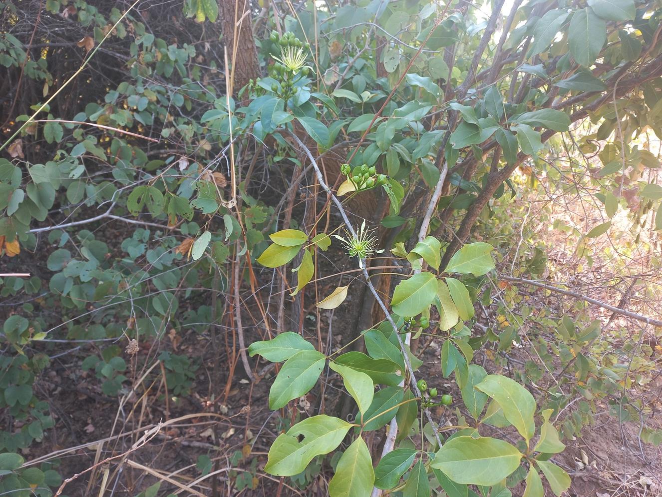 Ritchiea capparoides