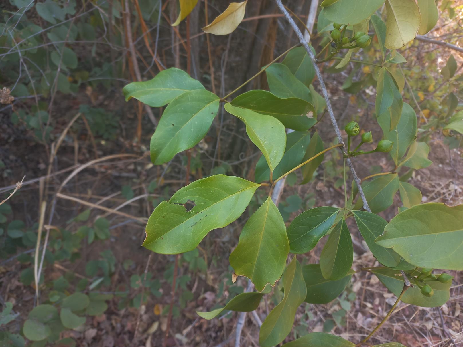 Ritchiea capparoides