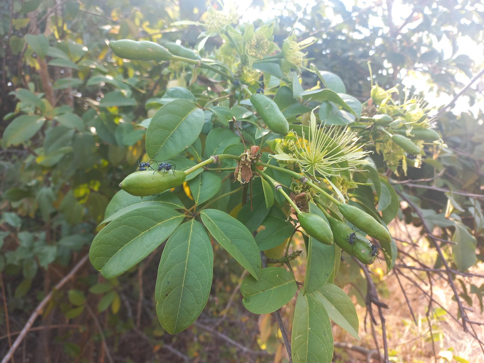 Ritchiea capparoides