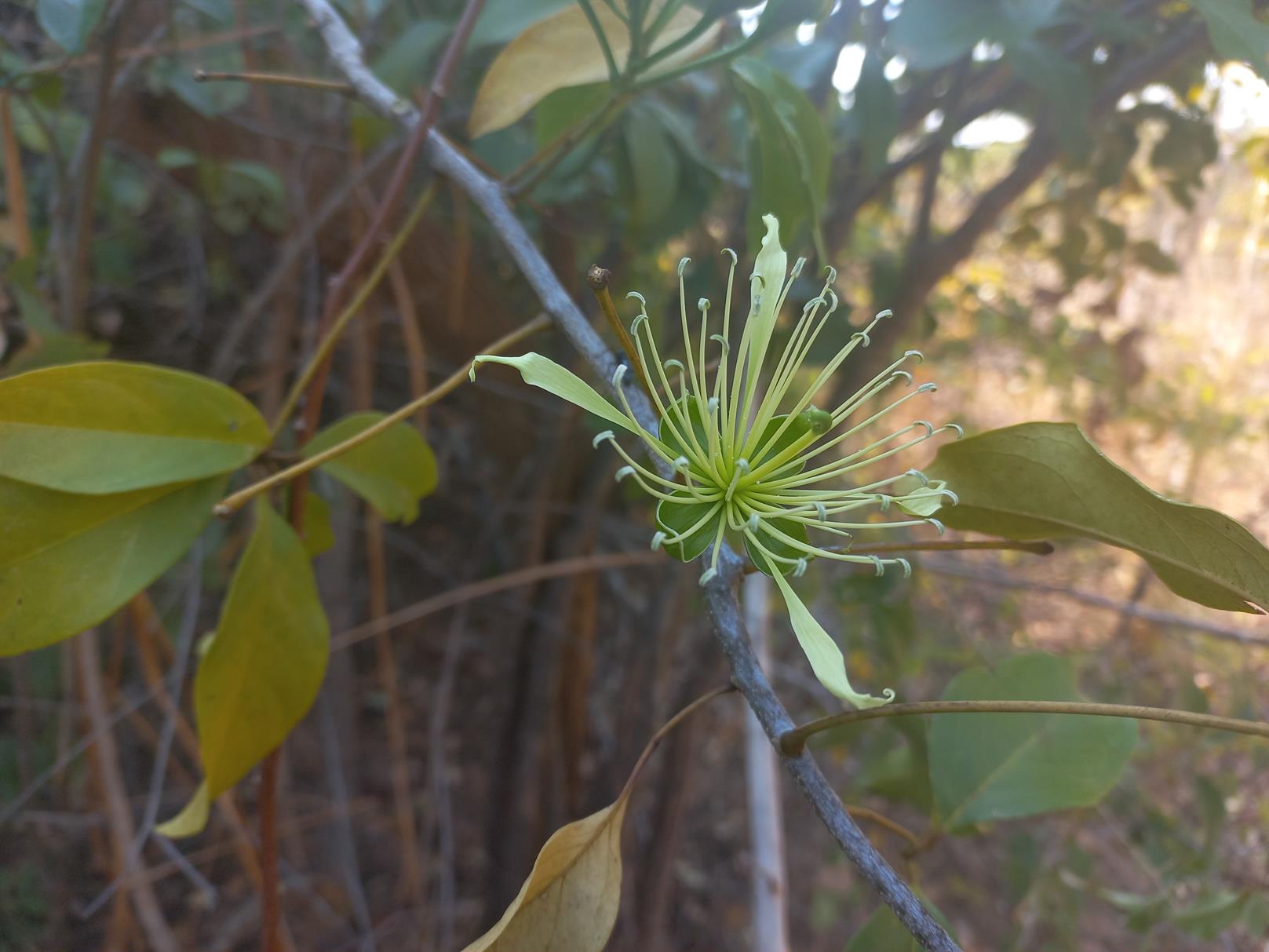 Ritchiea capparoides