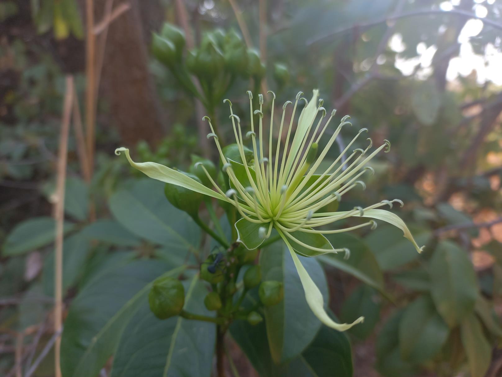 Ritchiea capparoides