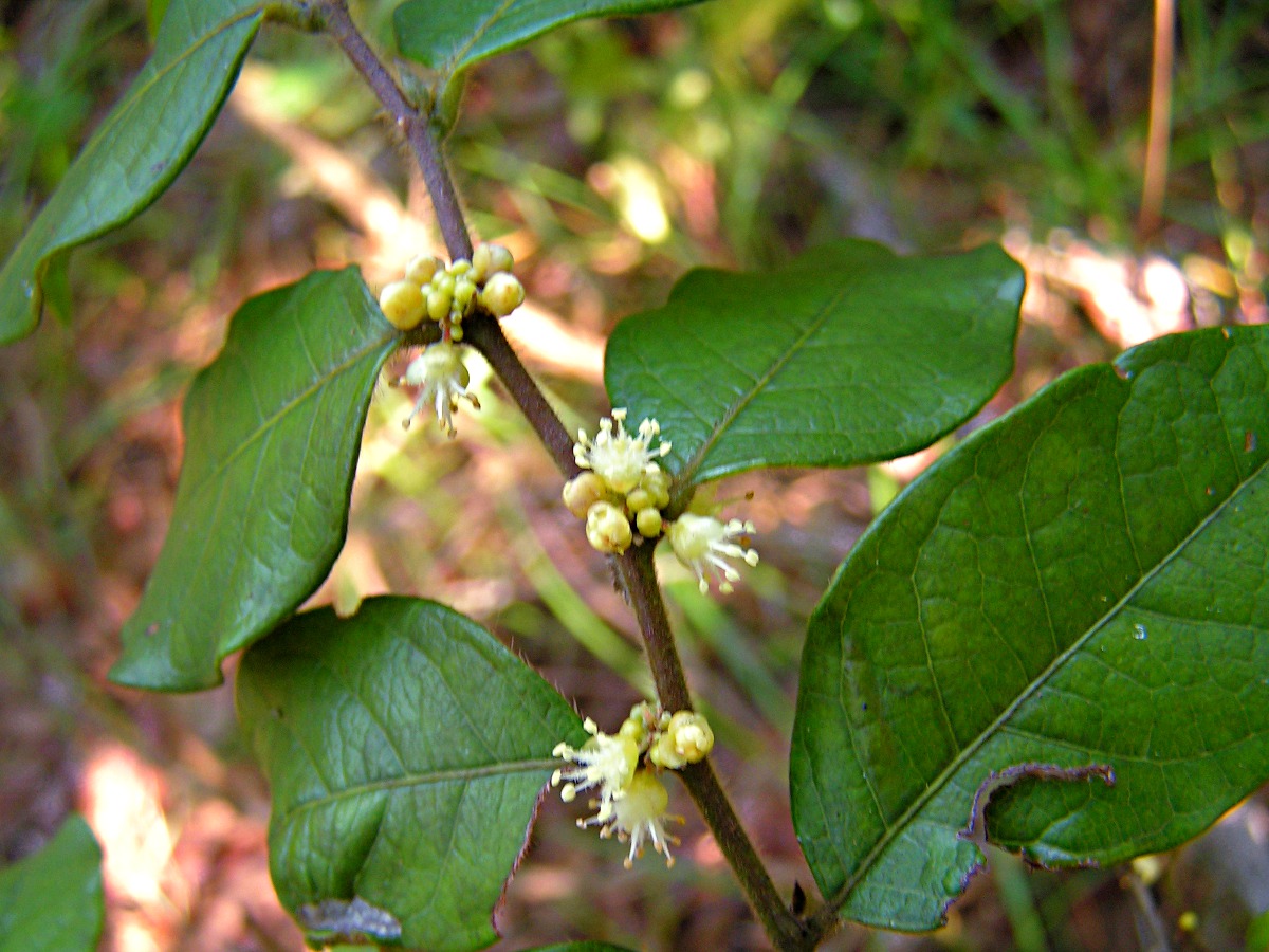 Chaetocarpus africanus