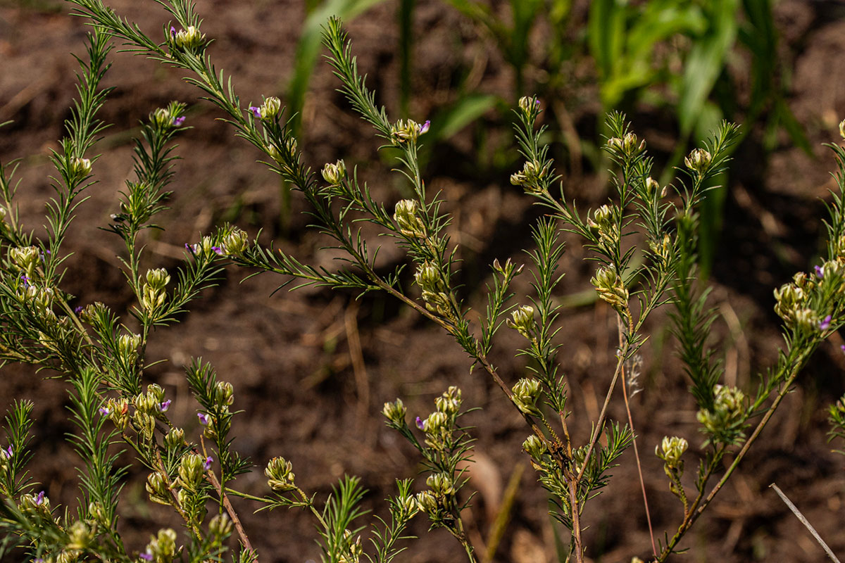 Polygala dewevrei Polygala dewevrei