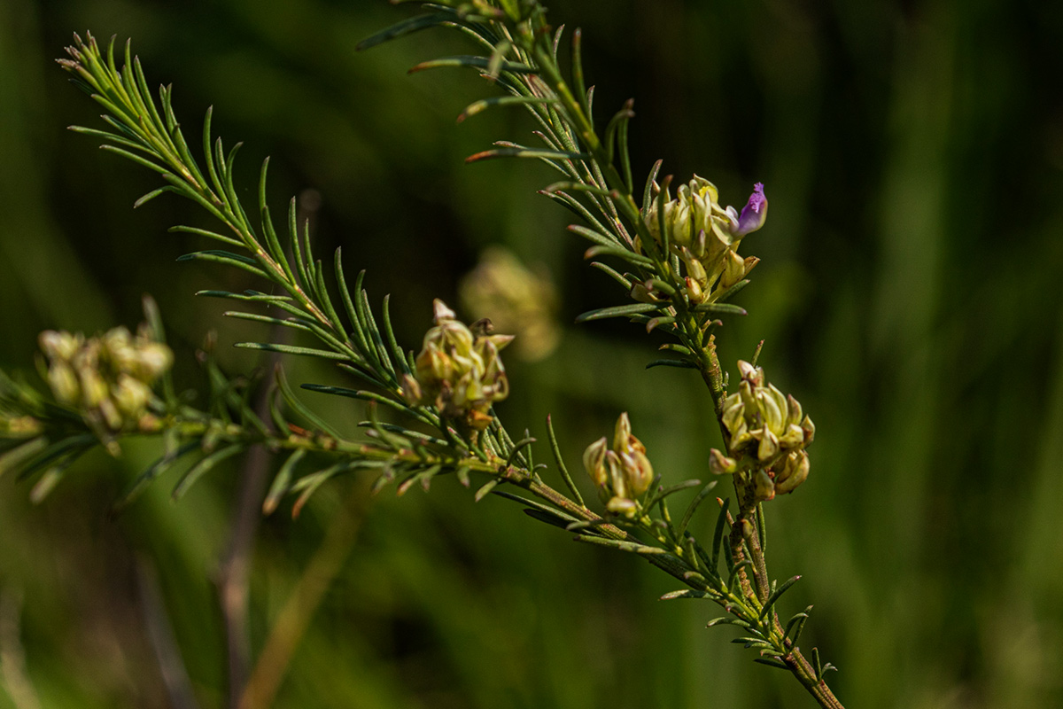 Polygala dewevrei