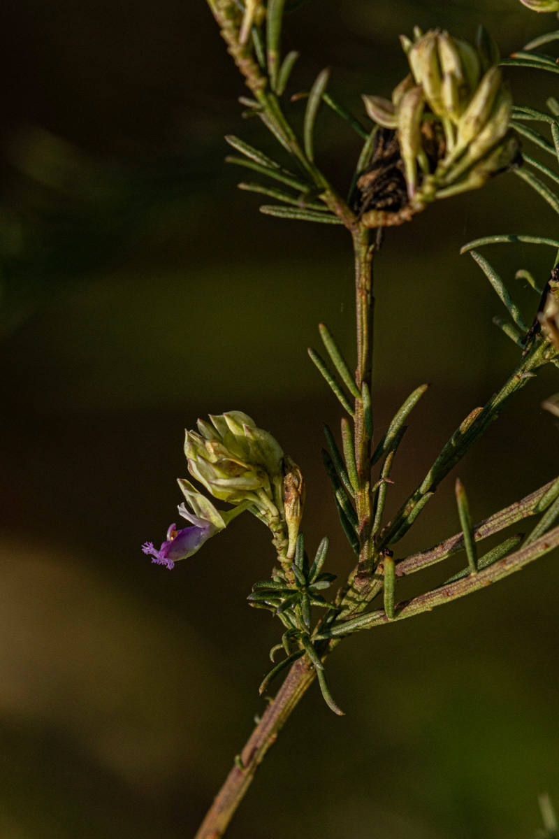 Polygala dewevrei
