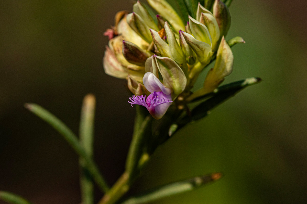 Polygala dewevrei