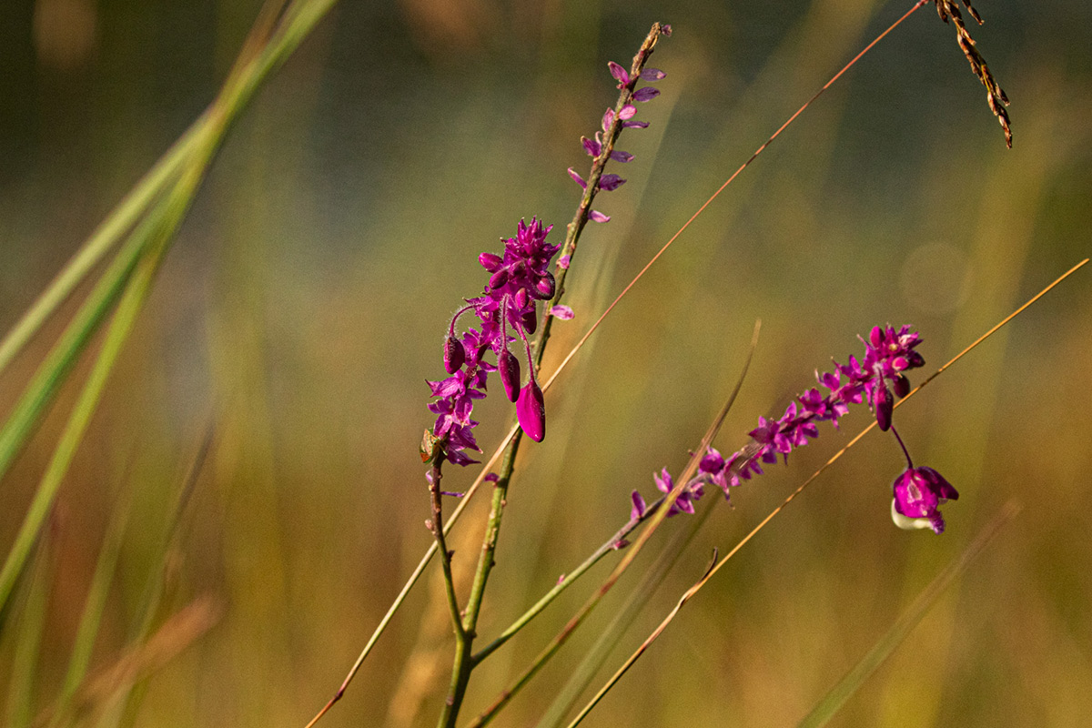 Polygala gomesiana Polygala gomesiana