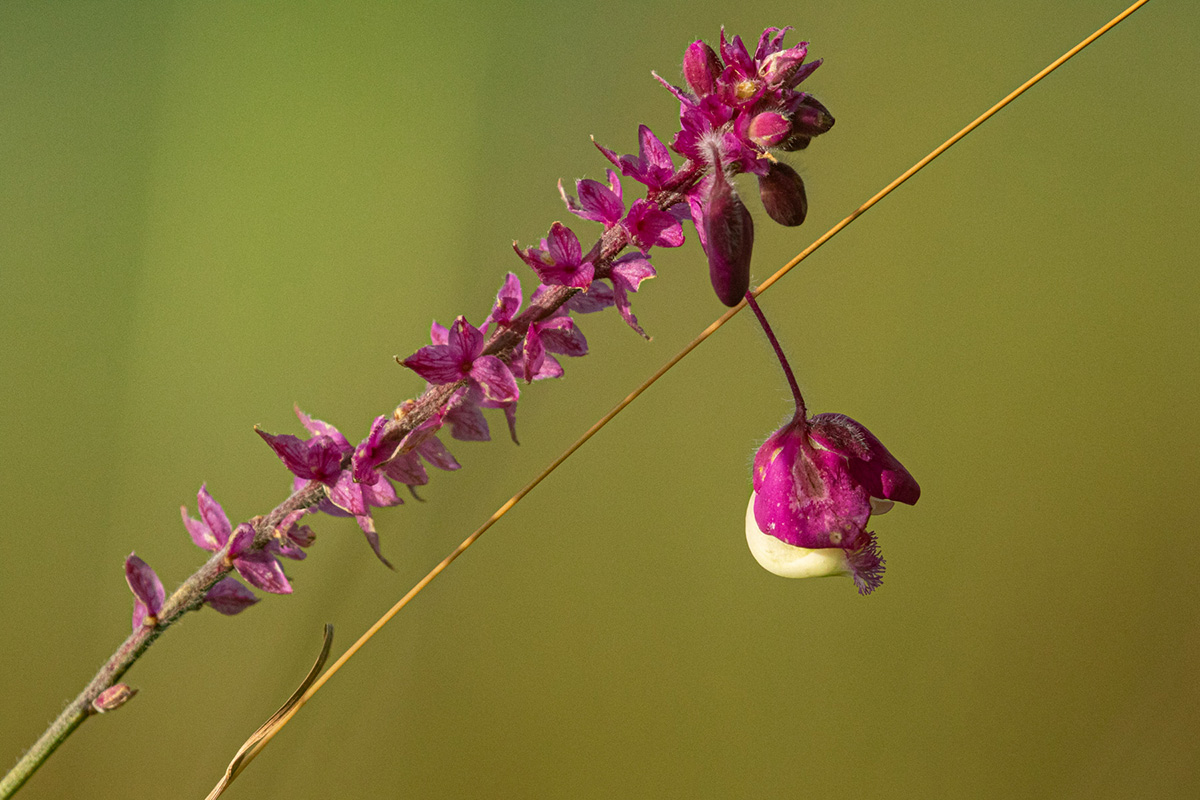 Polygala gomesiana Polygala gomesiana