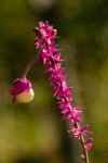 Polygala gomesiana