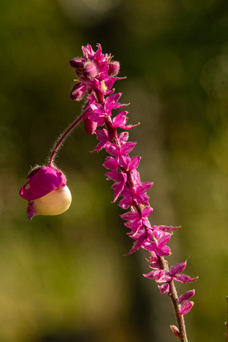 Polygala gomesiana Polygala gomesiana