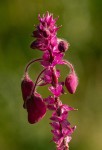 Polygala gomesiana